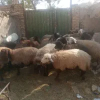 30راس شیشک ابستن رومایه|حیوانات مزرعه|ابریشم, |دیوار