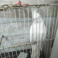 یک عدد عروس هلندی