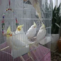 فروش عروس هلندی