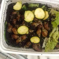 حلزون|خزنده|قروه, |دیوار