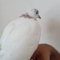 کبوتر اهلی کله ای قرمز  باهوش