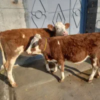 گوساله ماده|حراج|ملکان, |دیوار