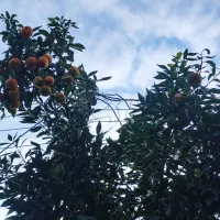 نارنج محلی آبدار|خوردنی و آشامیدنی|سلمانشهر, |دیوار