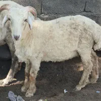 بره|حیوانات مزرعه|شمیل, |دیوار