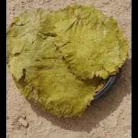 برگ مو|خوردنی و آشامیدنی|خرم‌آباد, |دیوار