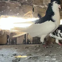 خال کاکلی ،هومر ،کاریر،طاووسی مسری