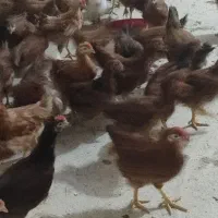 فروش مرغ نیمچه تخمگذار 3 و 4 ماهه گلپایگان جوجه