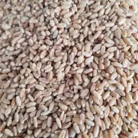 گندم|عمده‌فروشی|اصفهان, ارزنان|دیوار