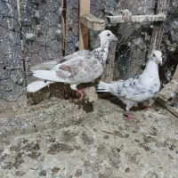 انگشتر  کفتر|کلکسیون و سرگرمی|مشهد, ایثار|دیوار