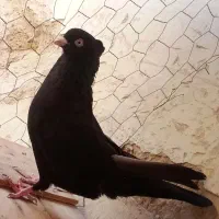 یک عدد کبوتر زاغ سیاه چنگ و چش سفید درجه یک|پرنده|گله دار, |دیوار