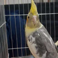 عروس هلندی گم شده