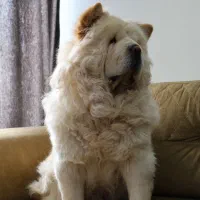 سگ چاوچاو|سگ|کرمان, |دیوار