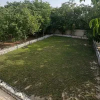 سرپرستی سگ سرابی، ژرمن ،رایگان