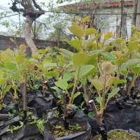 فروش و پیش فروش نهال کیوی هایوارد