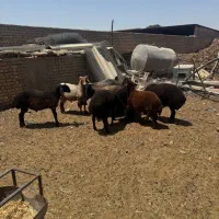 فروش بره چاق