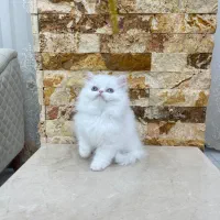 پرشین عروسکی