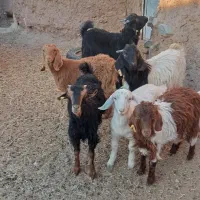 بزغاله ماده و نر و چوش سانن|حیوانات مزرعه|اسلامیه, |دیوار