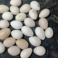 تخم نطفه دار بوقلمون