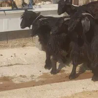 بز میش جوون|حیوانات مزرعه|بهبهان, |دیوار