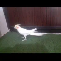 عروس هلندی