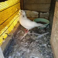 کبوتر|پرنده|قم, دروازه چوبی|دیوار