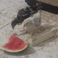 جوجه و مرغ