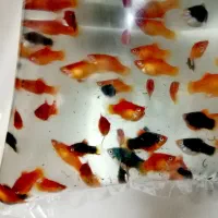 ماهی گوپی،مولی بالن،پلاتی بالن|ماهی|تهران, خانی آباد نو شمالی|دیوار