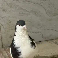 کفتر.نر و ماده شهری