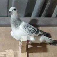 بدرنگ شامی نر پریده