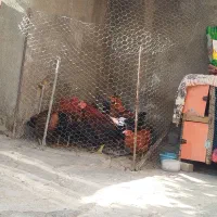 مرغ خروس تازه ب تخم گزاری آمدن|حیوانات مزرعه|گوآور, |دیوار