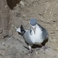 کفتر دو تا صید