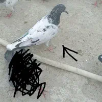 کبوتر|پرنده|چابهار, |دیوار