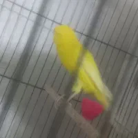 قناری نر رسمی بلند|پرنده|اراک, |دیوار