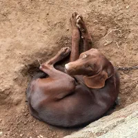 سگ پوینتر|سگ|لنگرود, |دیوار