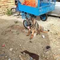 سگ ژرمن