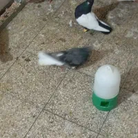 کبوتر