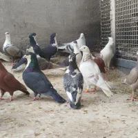 ۳۰عدد رنگی|پرنده|بیرجند, |دیوار