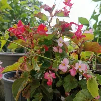 انواع گل آپارتمانی و غیر آپارتمانی