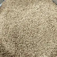 عدس ریز روسی
