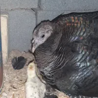 تعدادی بوقلمون بفروش میرسد