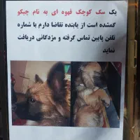 سگ گمشده