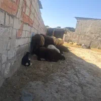 گوسفند زنده  باقصاب در ماهدشت