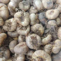 پیاز گل سنبل و لاله هلندی نرگس اختر کوکب زعفران و.|گل و گیاه طبیعی|کرج, اصفهانی‌ها|دیوار