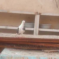 تعدادی کفتر  /یکجا و یا تکی / جفت کن|پرنده|تهران, شهید اسدی|دیوار