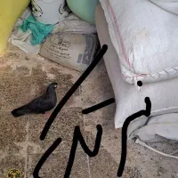 کبوتر زاغ ابادانی|پرنده|ماهیدشت, |دیوار