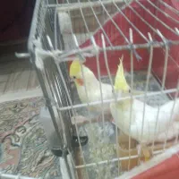 یک‌جفت‌عروس‌هلندی‌‌لوتینو‌