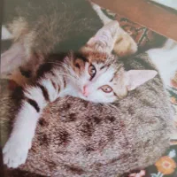 واگذاری توله گربه|گربه|الوند, |دیوار