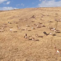 بوقلمون محلی|حیوانات مزرعه|بانه, |دیوار