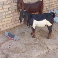 بز نر و ماده