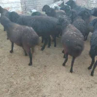 میش داشتی آبست